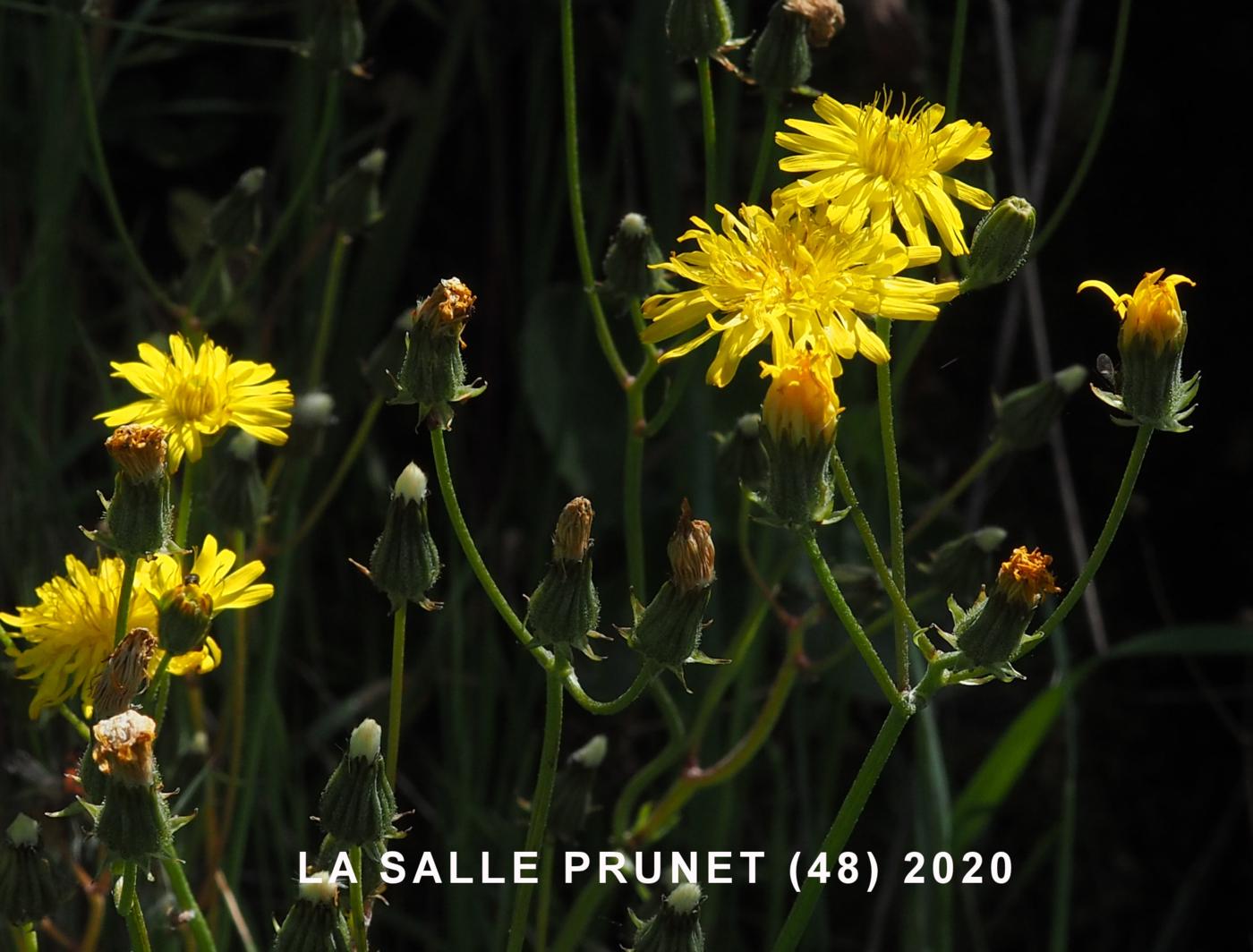 Hawk's-beard, Beaked flower